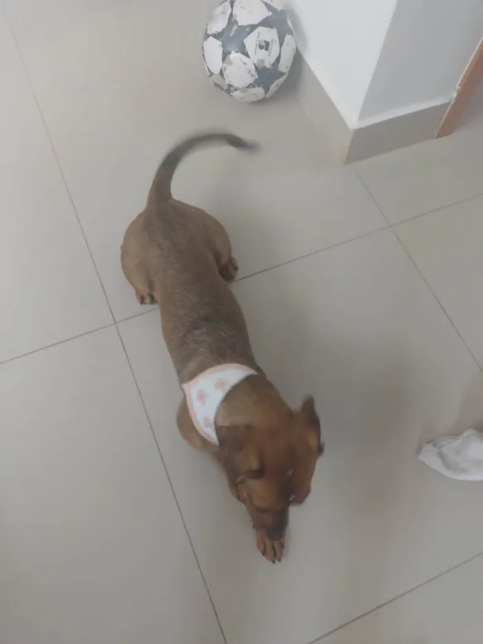 Cachorro ra a SRD-ViraLata idade 1 ano nome Lola