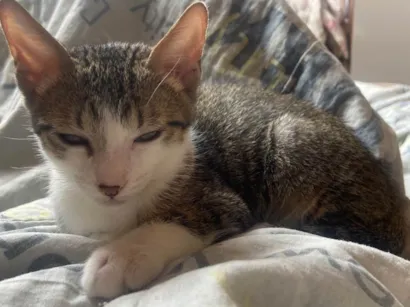 Gato raça SRD-ViraLata idade 2 a 6 meses nome Gato 