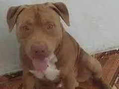 Cachorro raça Pit-Bull idade 1 ano nome Thor