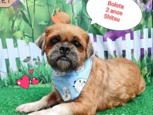 Cachorro raça Shitzu idade 2 anos nome bolota