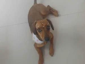 Cachorro raça SRD-ViraLata idade 1 ano nome Lola