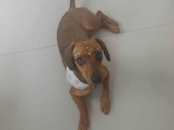 Cachorro ra a SRD-ViraLata idade 1 ano nome Lola