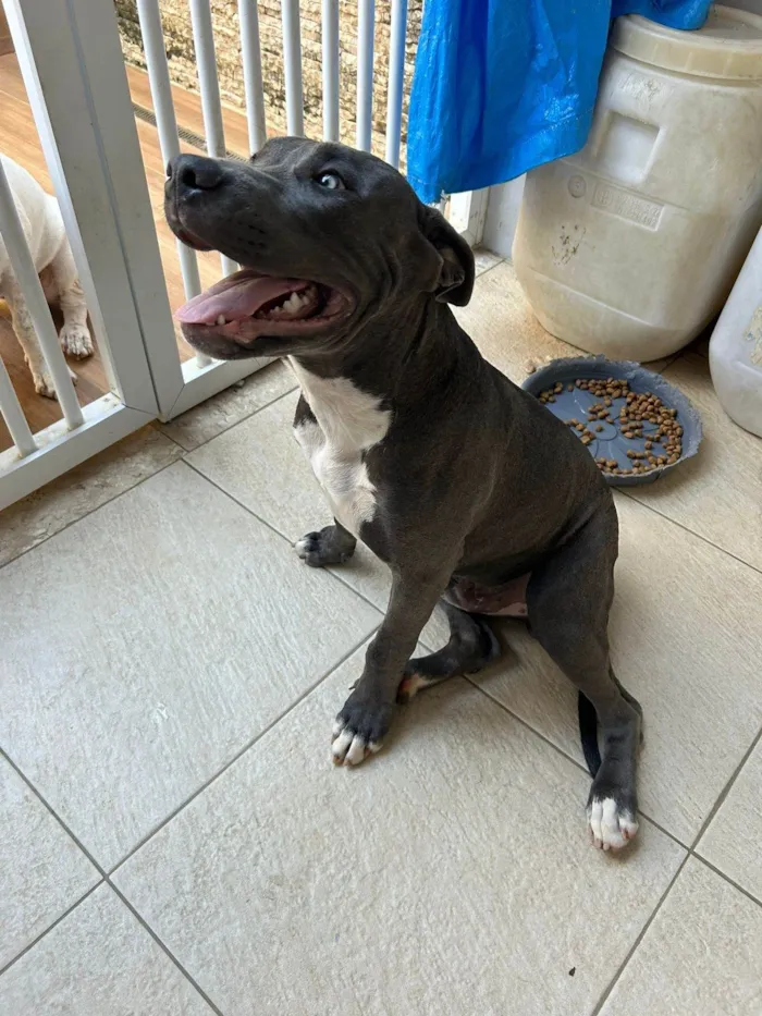 Cachorro ra a Pit-Bull idade 2 a 6 meses nome Scott