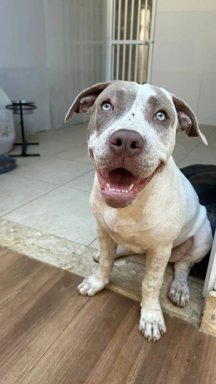 Cachorro ra a Pit-Bull idade 2 a 6 meses nome Menininha