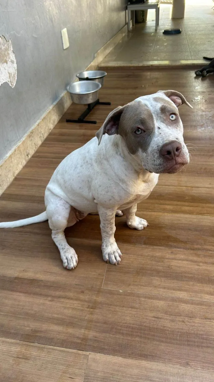 Cachorro ra a Pit-Bull idade 2 a 6 meses nome Menininha