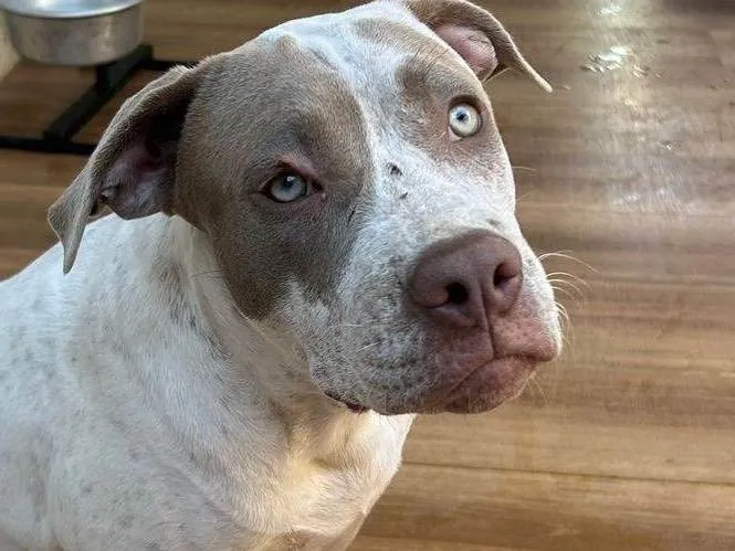 Cachorro ra a Pit-Bull idade 2 a 6 meses nome Menininha