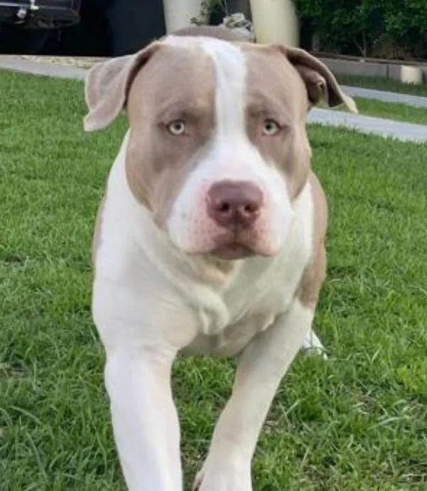 Cachorro ra a Pit-Bull idade 2 anos nome Bud Noir