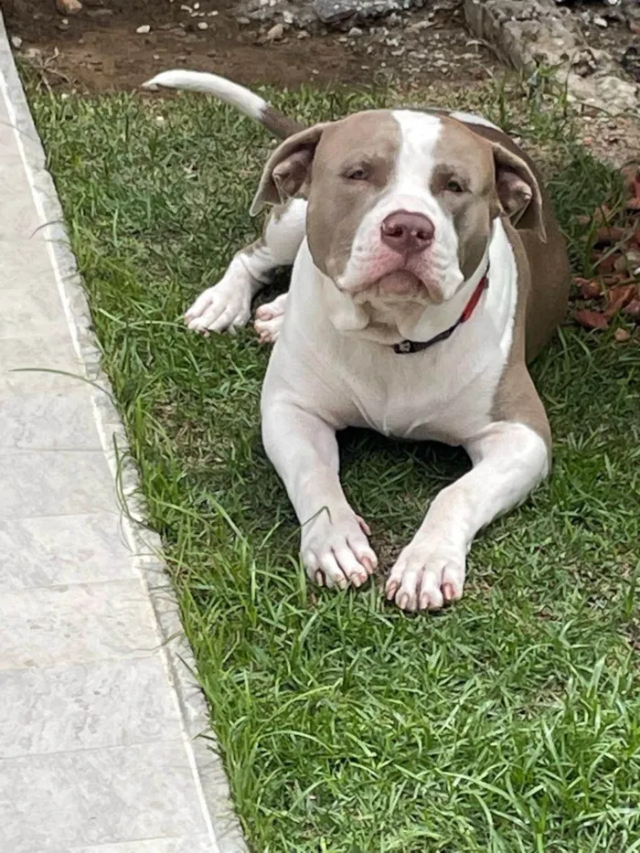 Cachorro ra a Pit-Bull idade 2 anos nome Bud Noir