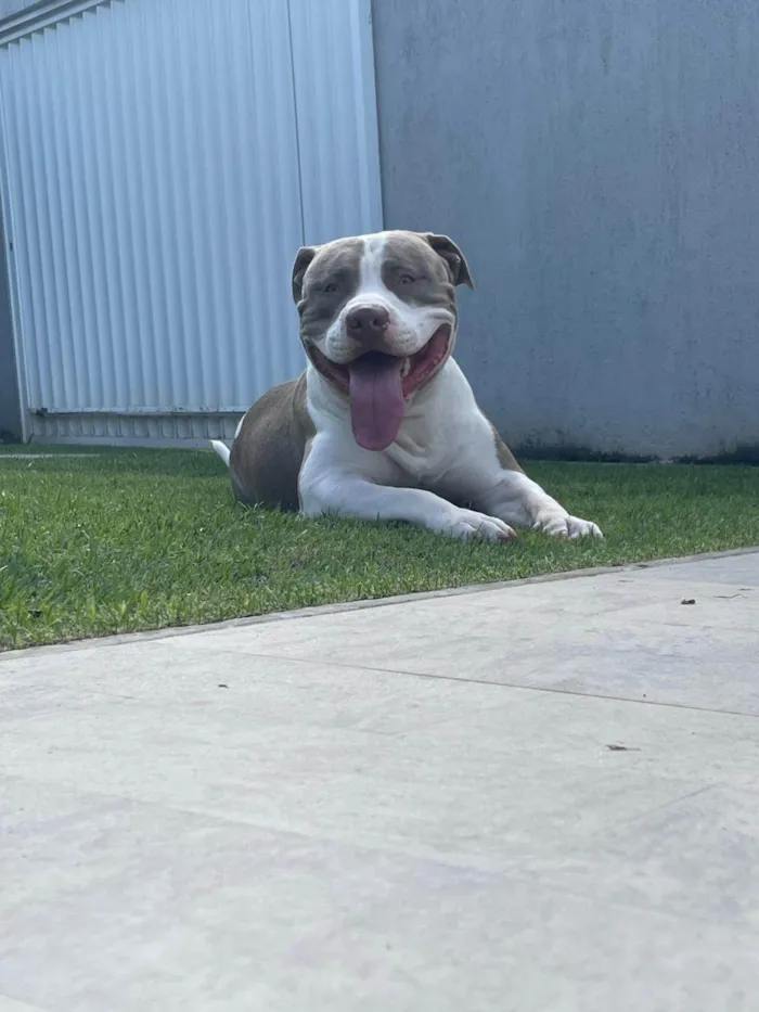 Cachorro ra a Pit-Bull idade 2 anos nome Bud Noir