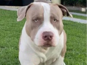 Cachorro raça Pit-Bull idade 2 anos nome Bud Noir