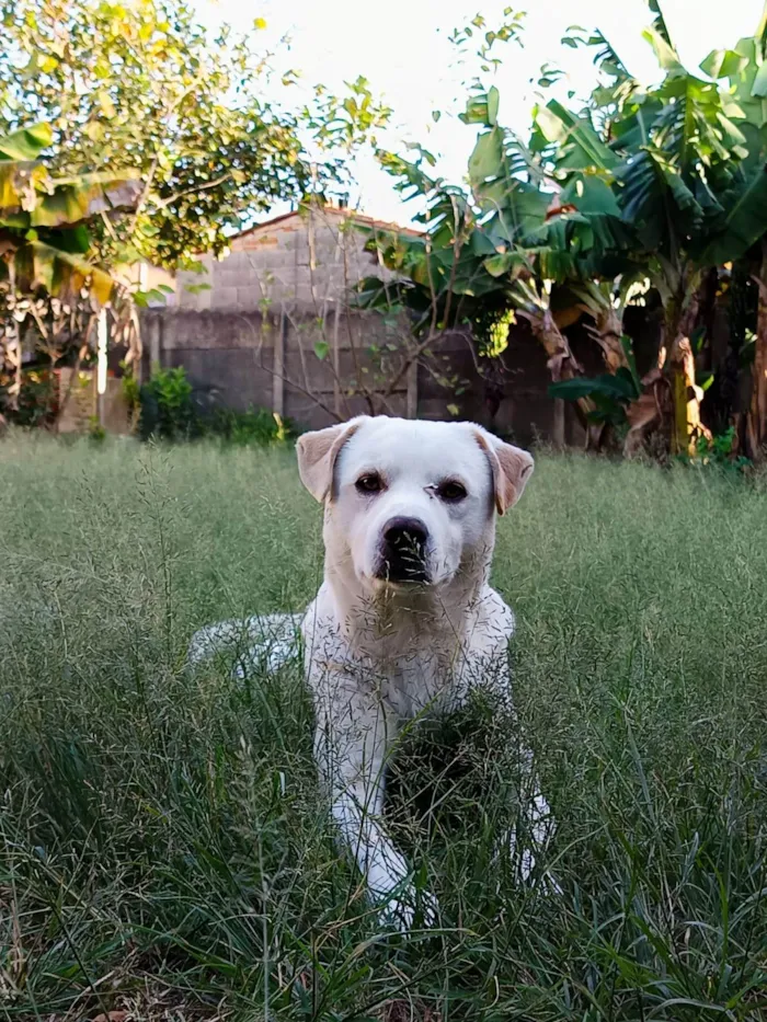 Cachorro ra a SRD-ViraLata idade 1 ano nome Apollo 