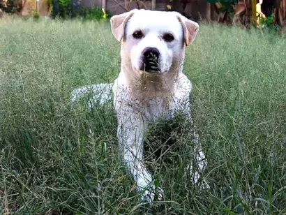 Cachorro raça SRD-ViraLata idade 1 ano nome Apollo 