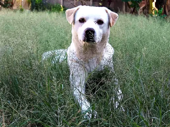 Cachorro ra a SRD-ViraLata idade 1 ano nome Apollo 