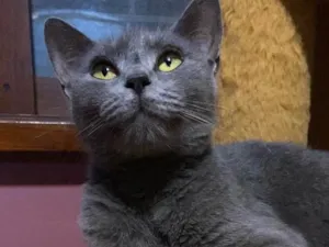 Gato raça SRD-ViraLata idade 1 ano nome Madá