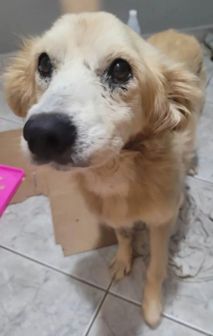 Cachorro ra a SRD-ViraLata idade 6 ou mais anos nome Nupi