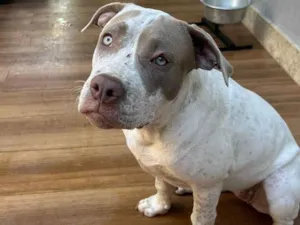 Cachorro raça Pit-Bull idade 2 a 6 meses nome Menininha