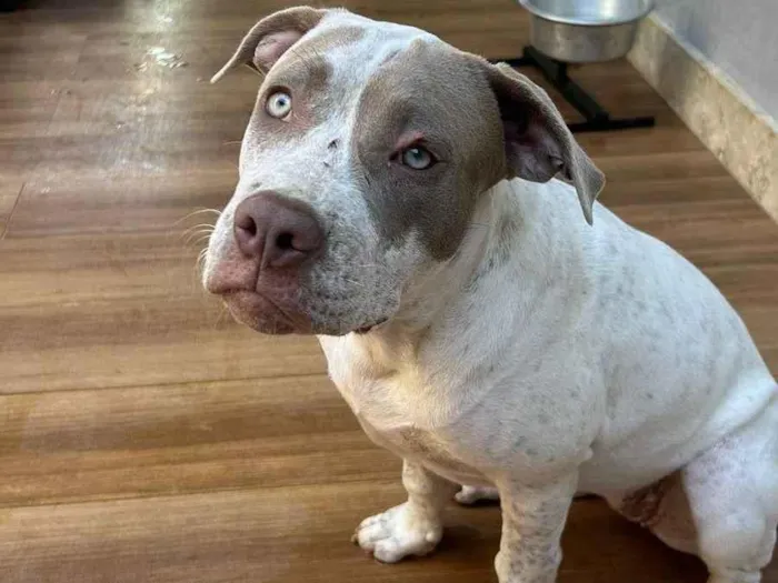 Cachorro ra a Pit-Bull idade 2 a 6 meses nome Menininha