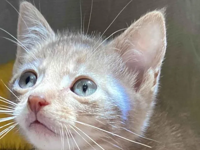 Gato ra a SRD-ViraLata idade Abaixo de 2 meses nome Bento