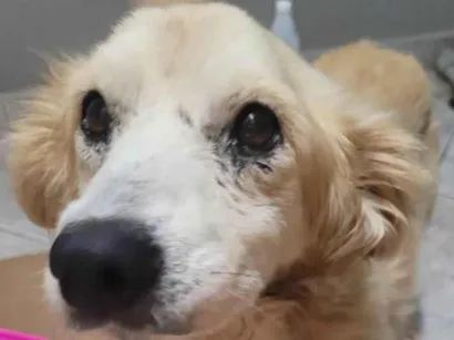 Cachorro raça SRD-ViraLata idade 6 ou mais anos nome Nupi