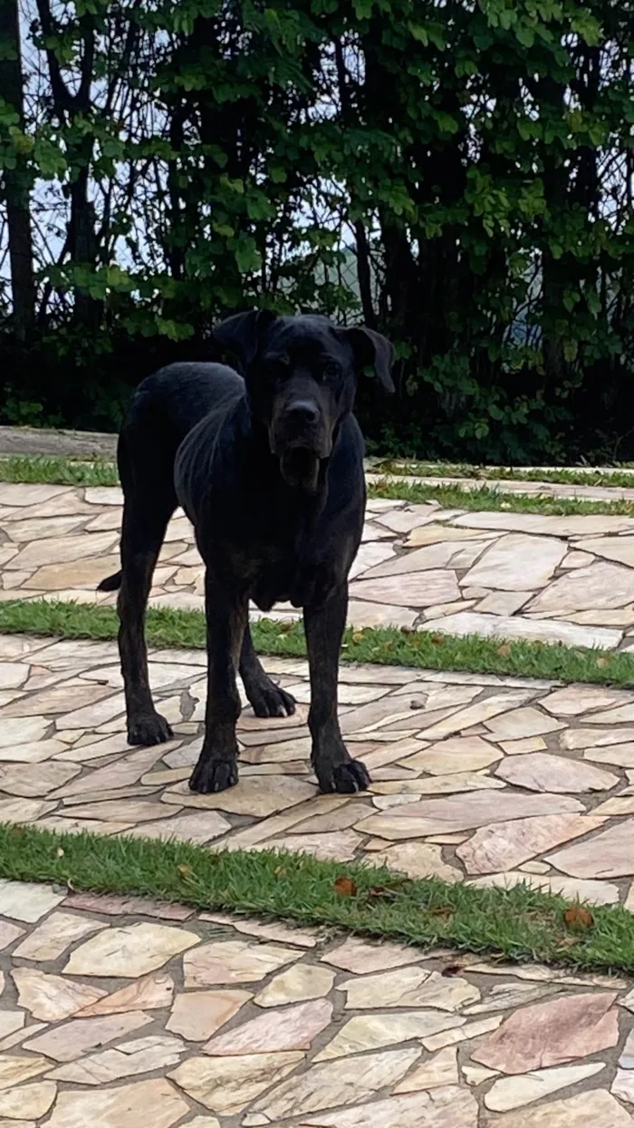 Cachorro ra a SRD-ViraLata idade 6 ou mais anos nome Desconhecido