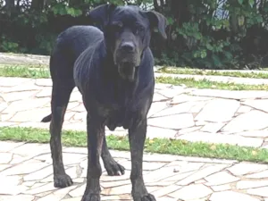 Cachorro raça SRD-ViraLata idade 6 ou mais anos nome Desconhecido