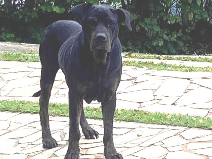 Cachorro ra a SRD-ViraLata idade 6 ou mais anos nome Desconhecido