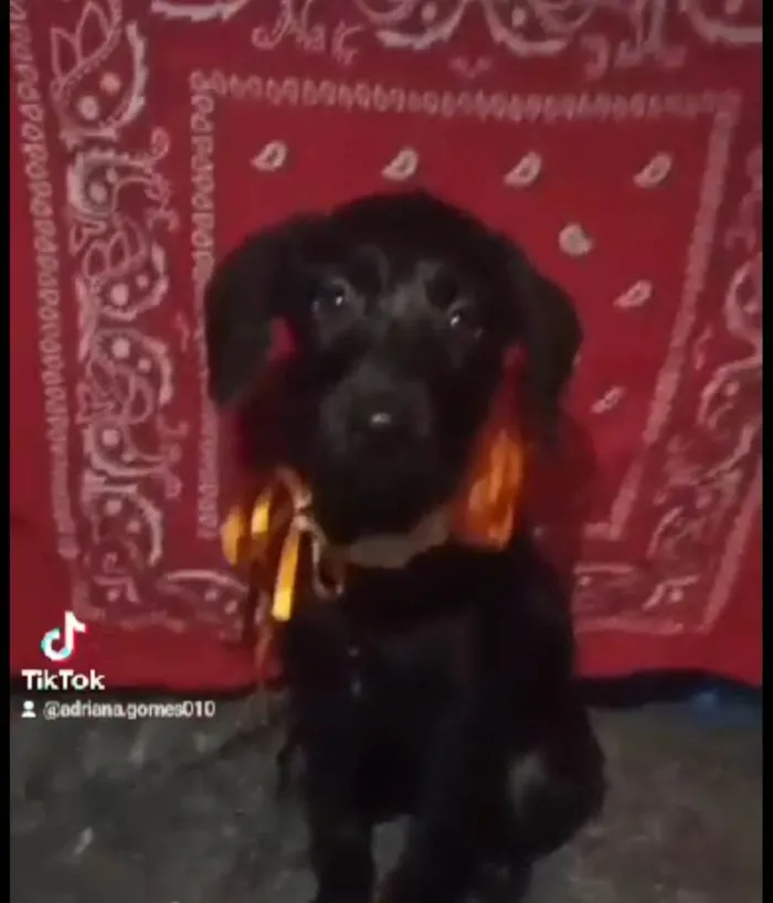 Cachorro ra a SRD-ViraLata idade 2 a 6 meses nome Lara