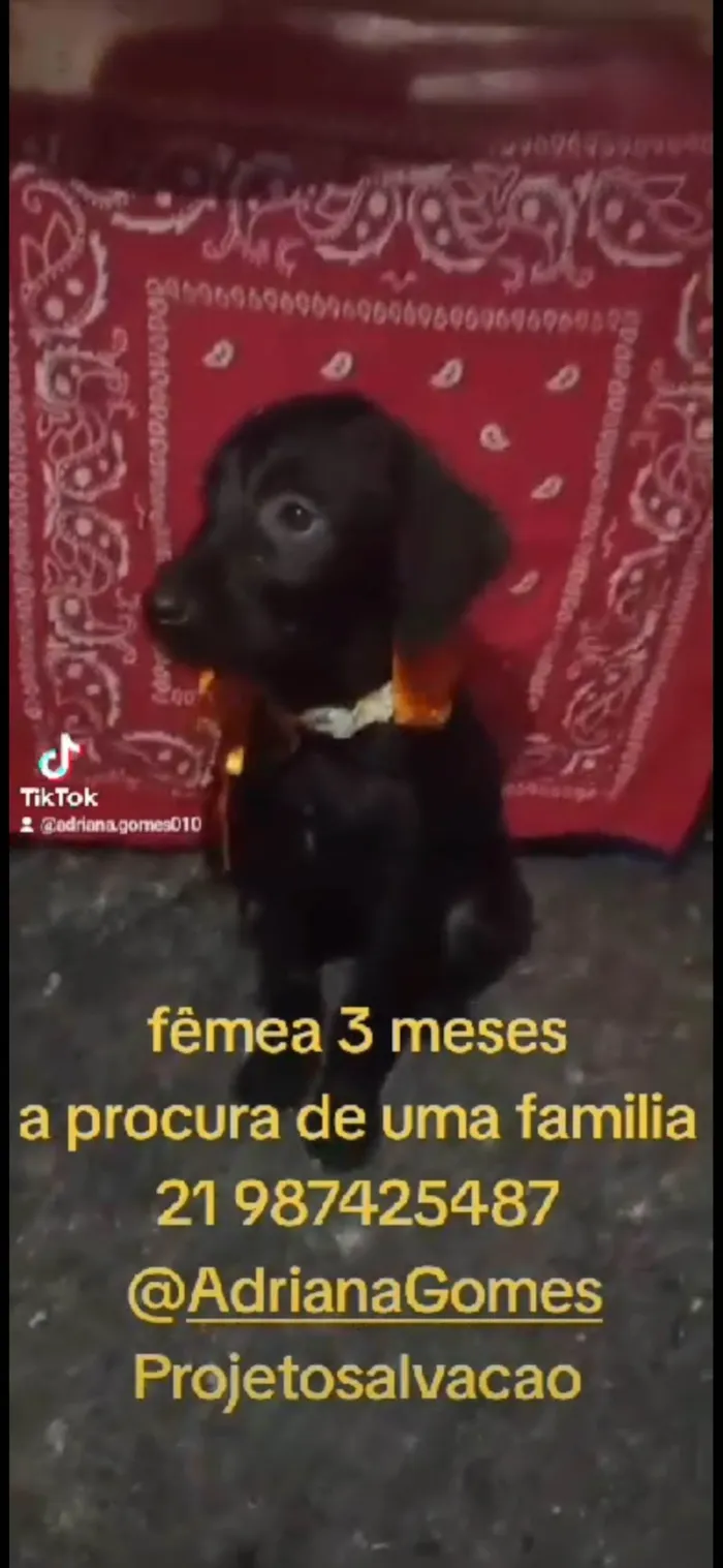 Cachorro ra a SRD-ViraLata idade 2 a 6 meses nome Lara