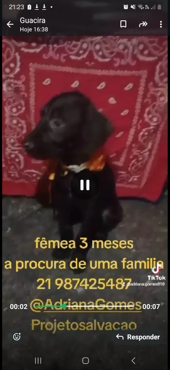 Cachorro ra a SRD-ViraLata idade 2 a 6 meses nome Lara