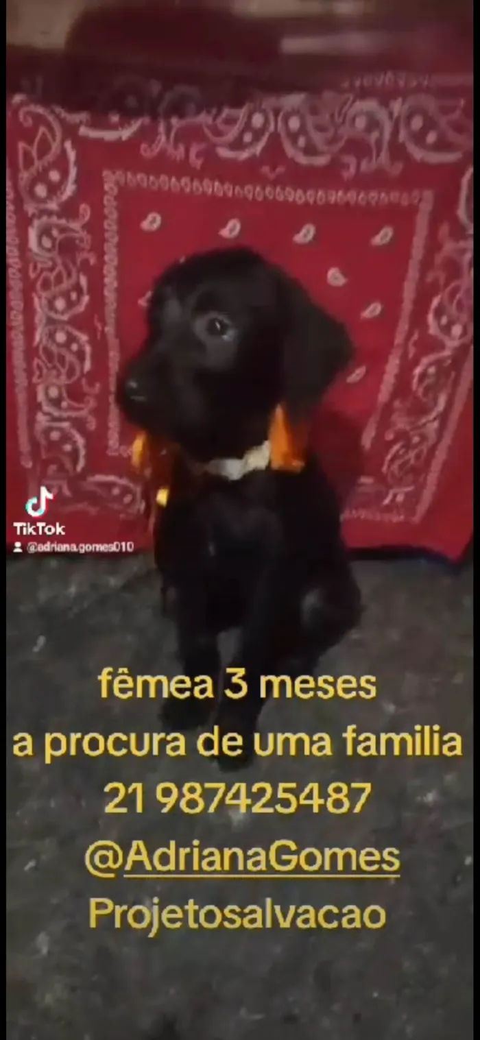 Cachorro ra a SRD-ViraLata idade 2 a 6 meses nome Lara