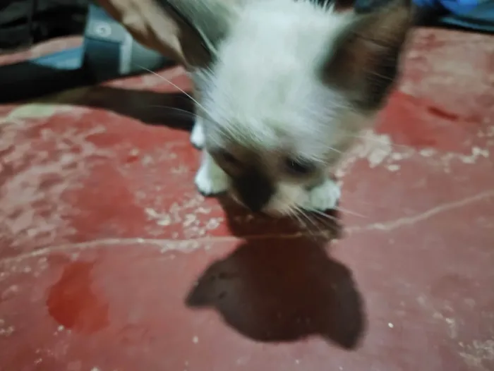 Gato ra a Siamês idade Abaixo de 2 meses nome Lulu