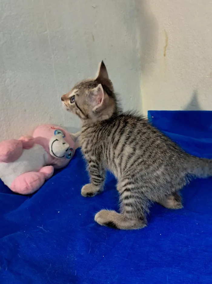 Gato ra a SRD-ViraLata idade 2 a 6 meses nome Eros