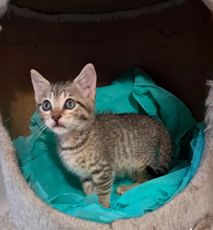 Gato ra a SRD-ViraLata idade 2 a 6 meses nome Eros