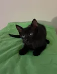 Bruno