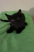 Bruno