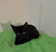 Bruno