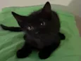 Bruno