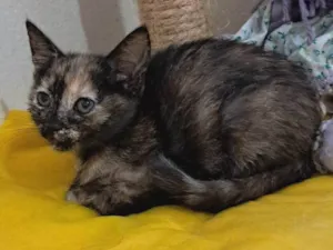 Gato raça SRD-ViraLata idade 2 a 6 meses nome Bella