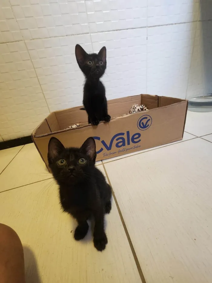 Gato ra a SRD-ViraLata idade Abaixo de 2 meses nome Agatha, Natasha e Vandinha