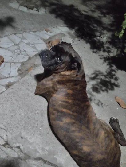 Cachorro raça Boxer idade 7 a 11 meses nome Zeus e donatello