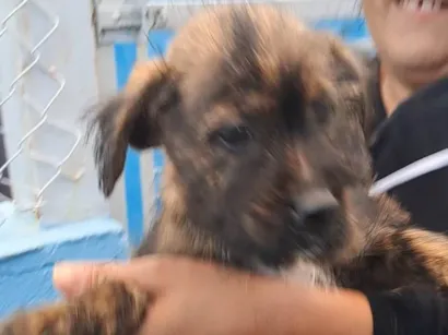 Cachorro raça SRD-ViraLata idade 7 a 11 meses nome Juquinha