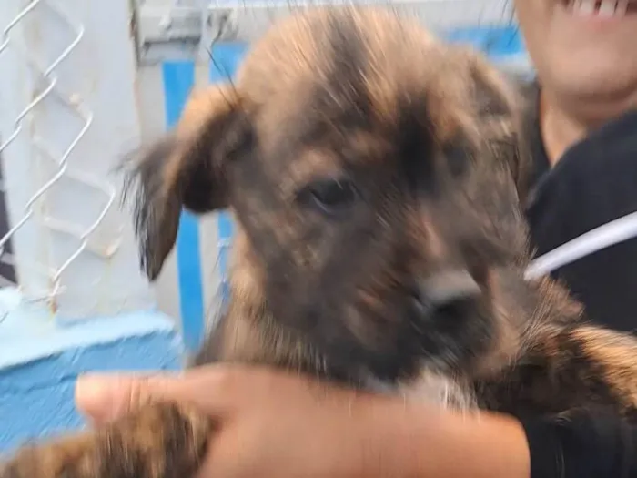 Cachorro ra a SRD-ViraLata idade 7 a 11 meses nome Juquinha