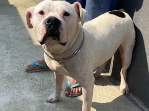 Cachorro raça Pit-Bull idade 3 anos nome MAX