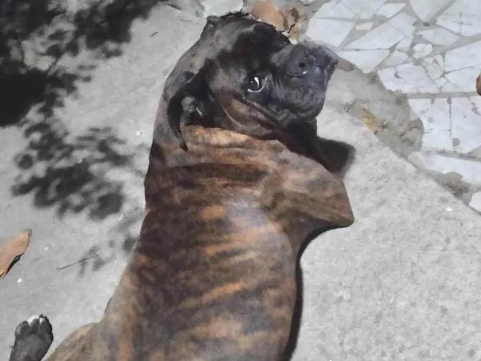 Cachorro ra a Boxer idade 7 a 11 meses nome Zeus e donatello