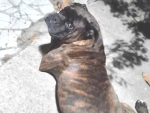 Cachorro raça Boxer idade 7 a 11 meses nome Zeus e donatello