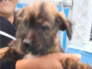 Cachorro raça SRD-ViraLata idade 7 a 11 meses nome Juquinha