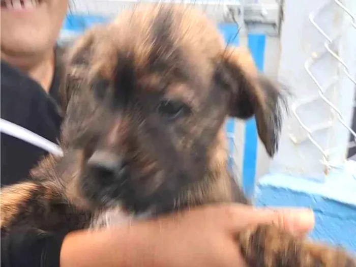 Cachorro ra a SRD-ViraLata idade 7 a 11 meses nome Juquinha