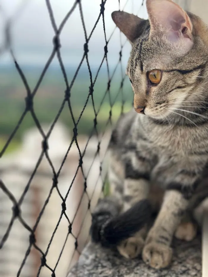 Gato ra a SRD-ViraLata idade 7 a 11 meses nome Mel