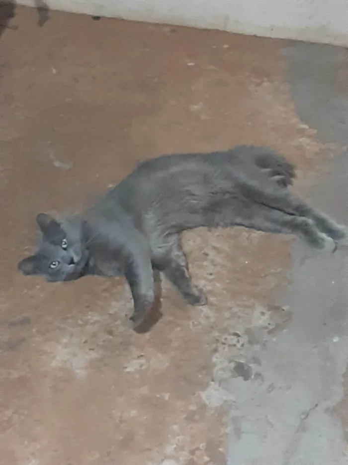 Gato ra a SRD-ViraLata idade 1 ano nome Michi