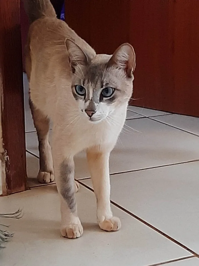 Gato ra a SRD-ViraLata idade 4 anos nome Miauzinho 